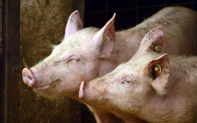 Suini al macello: misure per affrontare le questioni di benessere