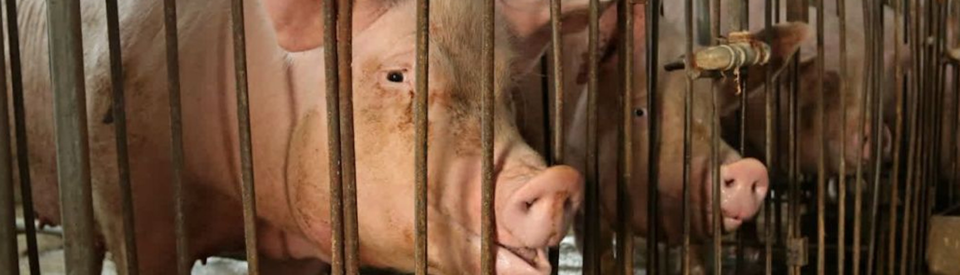 Benessere animale, in Italia il 75% degli animali è ancora allevato nelle gabbie