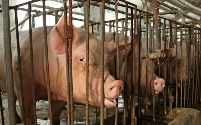 Benessere animale, in Italia il 75% degli animali è ancora allevato nelle gabbie