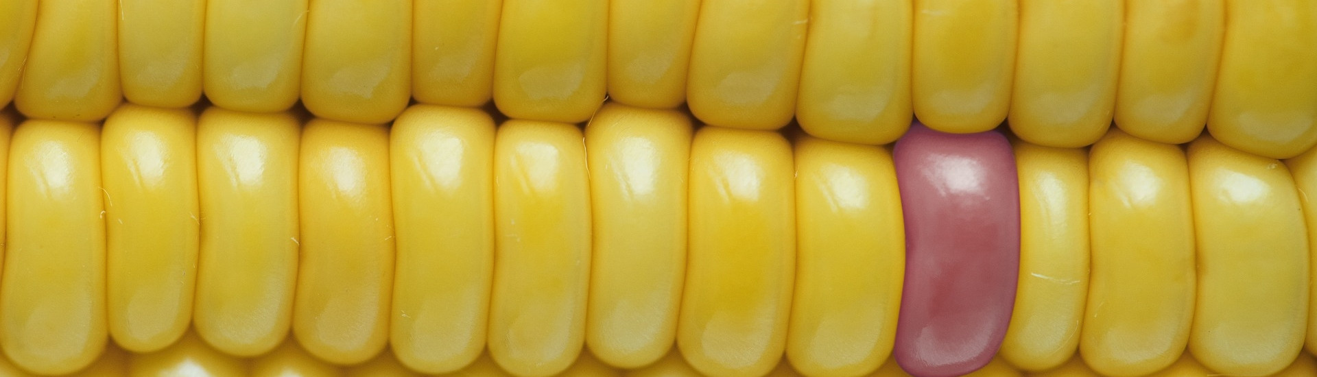 Ogm: elaborato il nuovo Piano nazionale di controllo ufficiale
