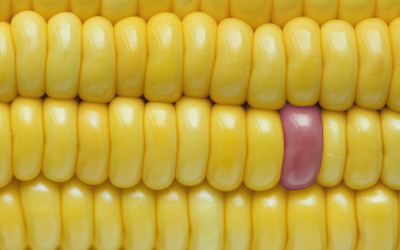 Ogm: elaborato il nuovo Piano nazionale di controllo ufficiale