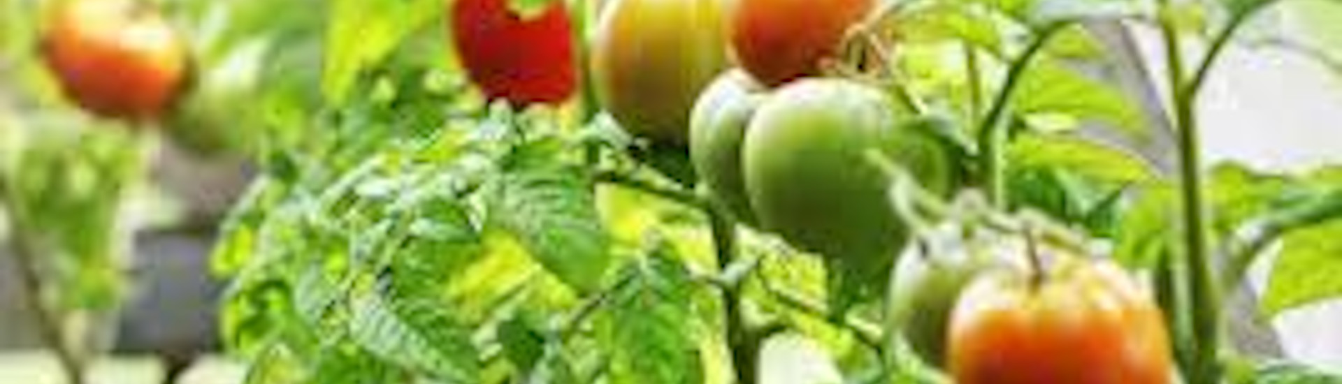 Sicurezza alimentare, testato sui pomodori un nuovo metodo per ridurre il rischio di infezioni alimentari da frutta e verdura