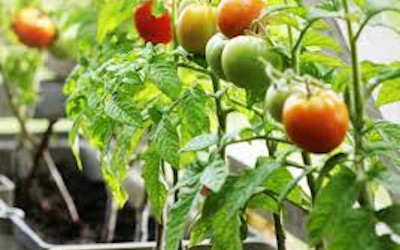 Sicurezza alimentare, testato sui pomodori un nuovo metodo per ridurre il rischio di infezioni alimentari da frutta e verdura