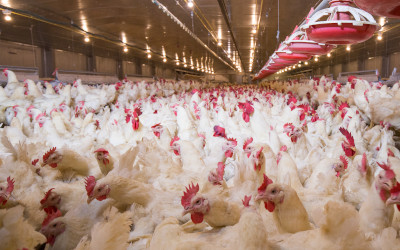 Polli a crescita lenta e felici: la razza incide sul benessere animale più della densità di allevamento, secondo uno studio