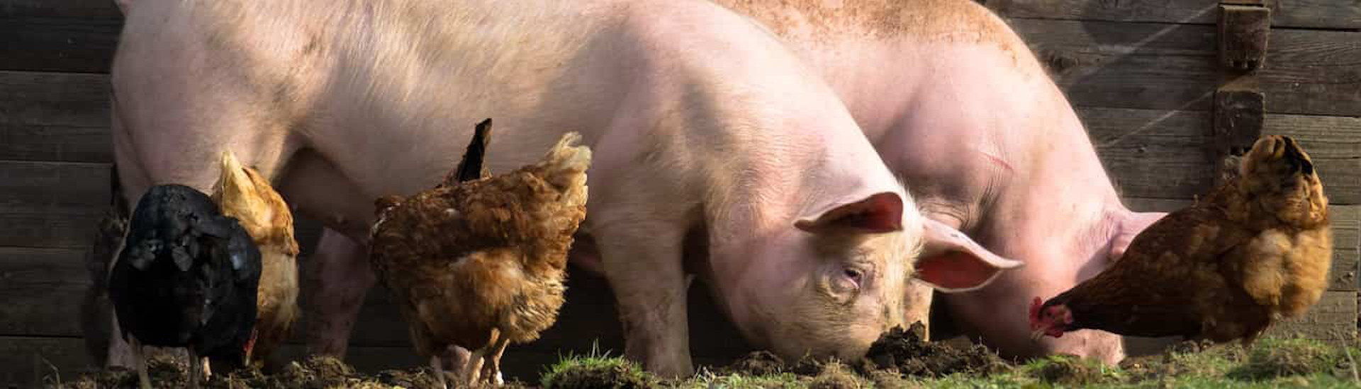 Ministero della Salute: "Promozione degli interventi per la salute pubblica veterinaria e per la sicurezza degli alimenti"