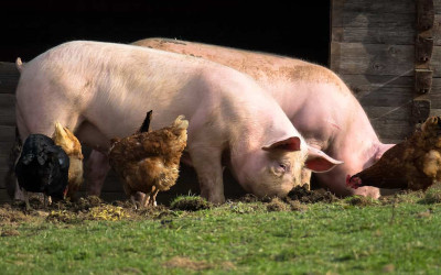 Ministero della Salute: "Promozione degli interventi per la salute pubblica veterinaria e per la sicurezza degli alimenti"