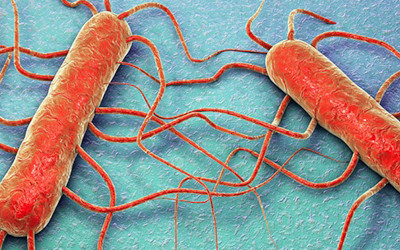 Listeria: tutti i segreti di un batterio insidioso che resiste anche alle temperature del frigorifero
