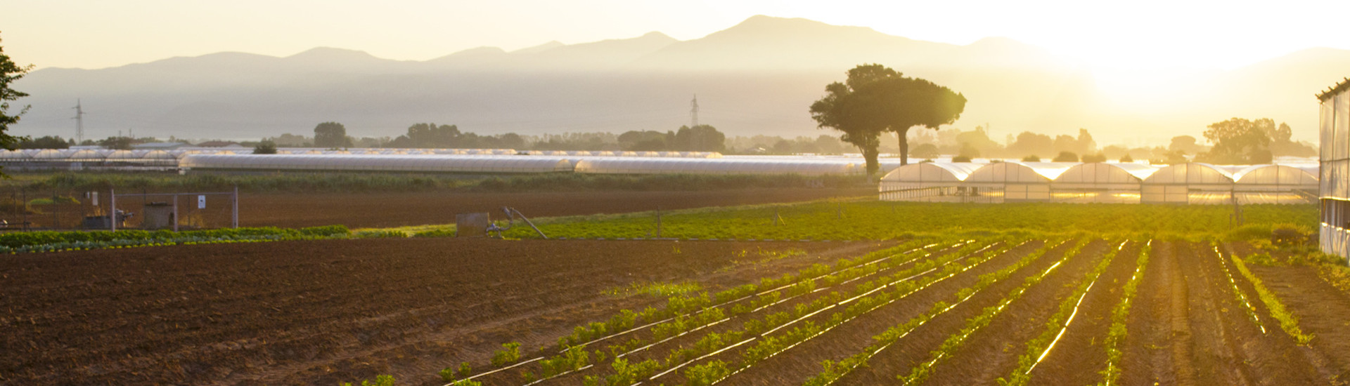 Piano nazionale di ripresa e resilienza: quanti fondi stanziati per la vera agricoltura?
