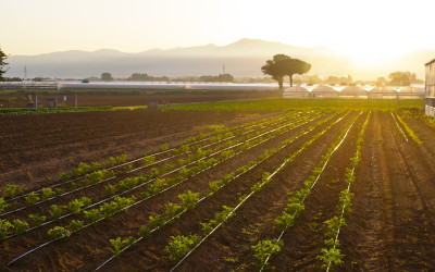 Piano nazionale di ripresa e resilienza: quanti fondi stanziati per la vera agricoltura?