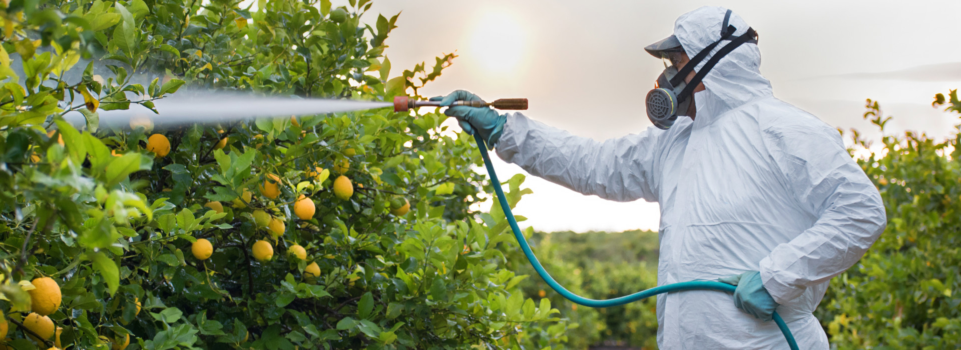 Pesticidi in frutta e verdura: tutto nella norma?