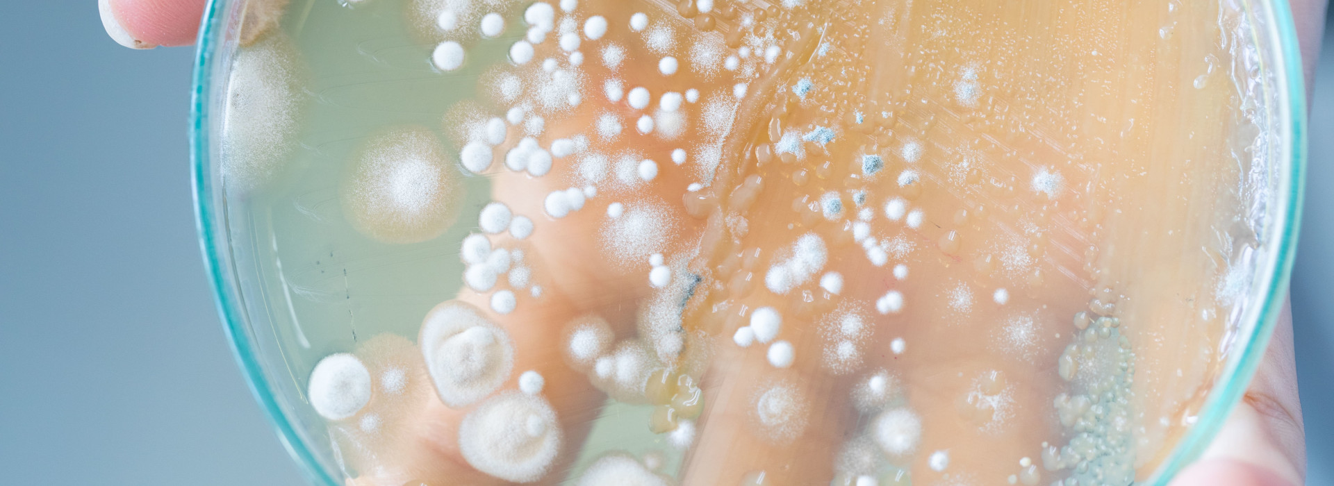 Inail e i rischi da esposizione da agenti microbiologici