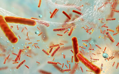 Salmonella e Campylobacter: ancora importanti segnali di resistenza agli antibiotici