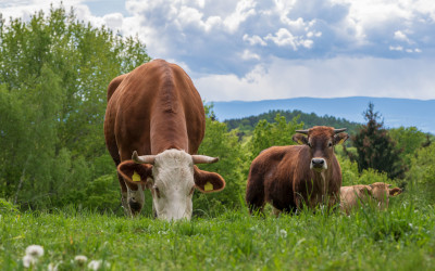 Benessere degli animali allevati: al via la consultazione