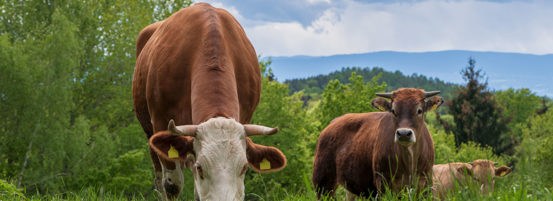 Benessere degli animali allevati: al via la consultazione