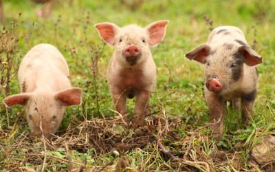 Benessere animale: le raccomandazioni Efsa per gli allevamenti di suini