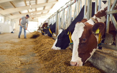 Benessere animale: arriva il decreto ministeriale per la certificazione