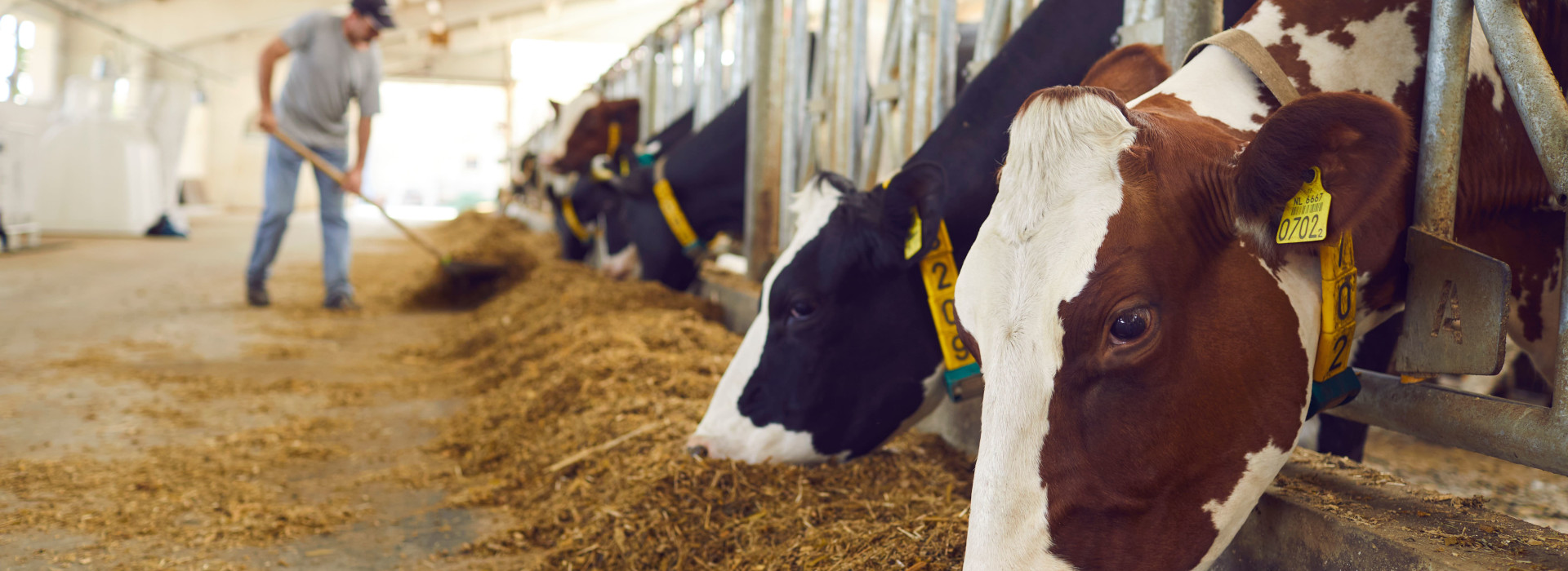 Benessere animale: arriva il decreto ministeriale per la certificazione