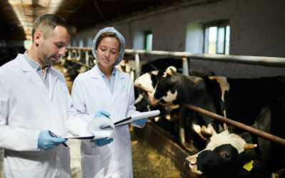 Formazione obbligatoria in sanità animale: contenuti e modalità