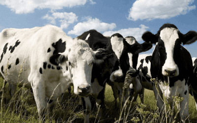 Valorizzazione degli scarti agroalimentari: un approccio per la sostenibilità e l'economia circolare