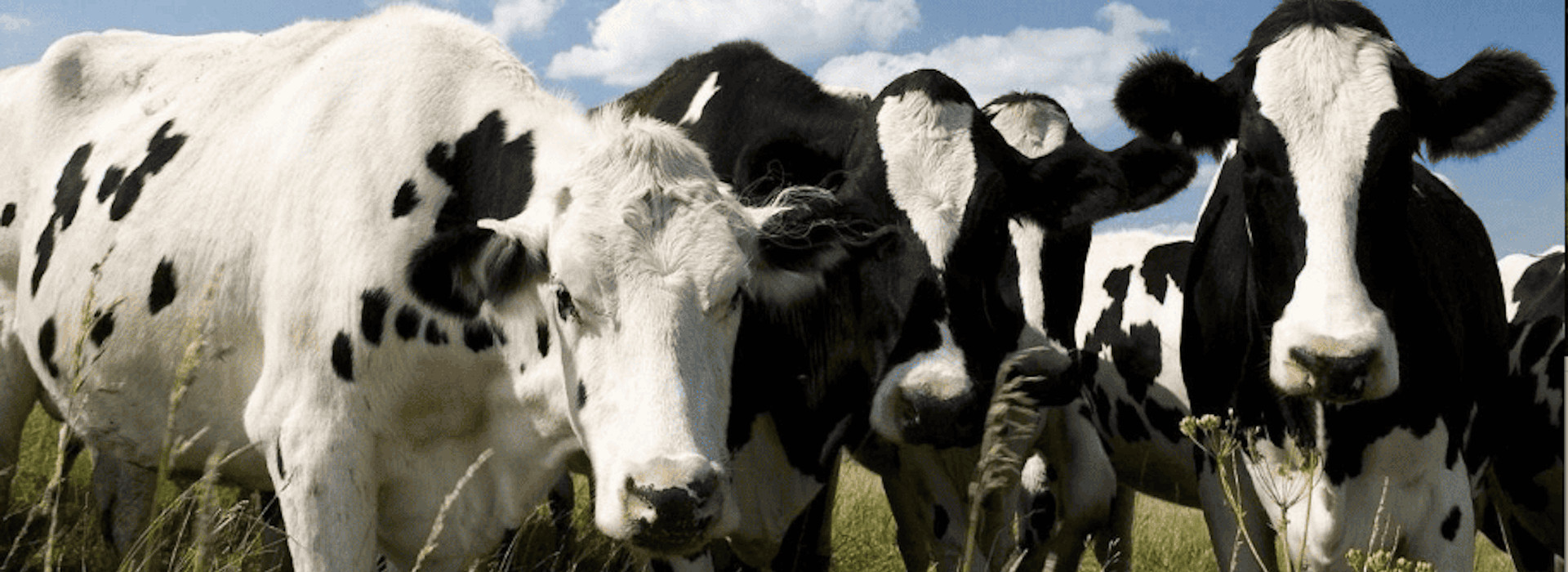 Benessere animale: tutte le novità del Piano Nazionale