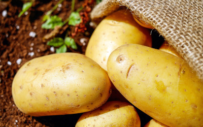 Sostenibilità delle patate: un'indagine rivela nuove prospettive ambientali