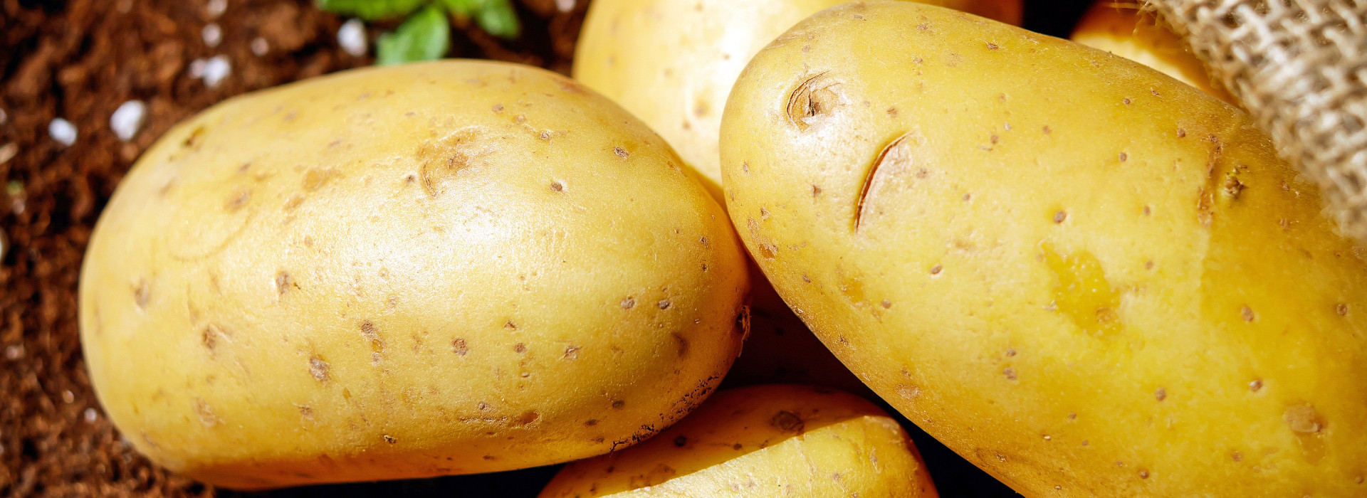 Sostenibilità delle patate: un'indagine rivela nuove prospettive ambientali