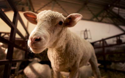 Farmaci e antibiotici negli allevamenti: verità e falsi miti