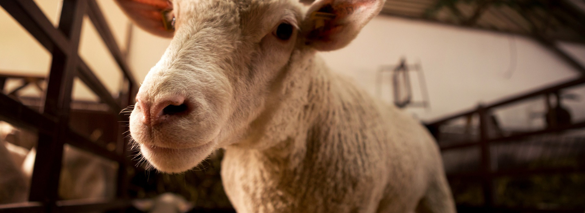 Farmaci e antibiotici negli allevamenti: verità e falsi miti