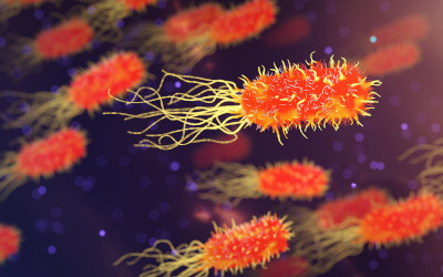 Allerta Vibrio: come difendersi