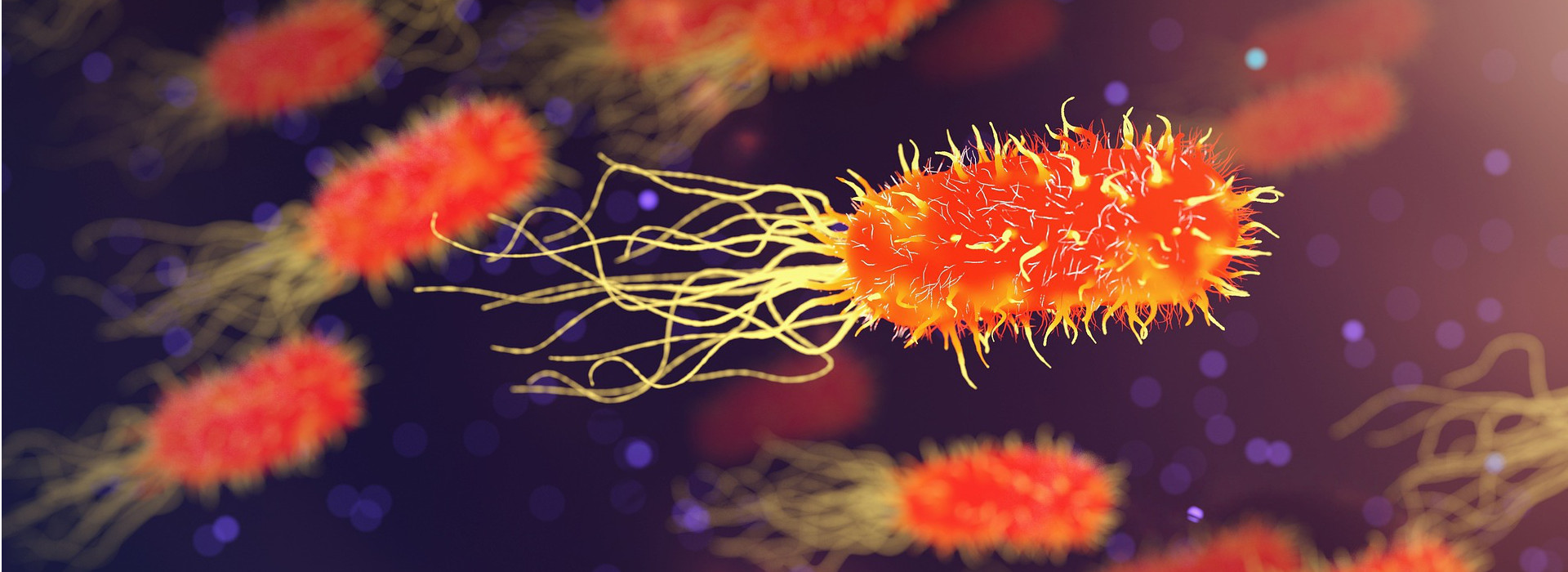 Allerta Vibrio: come difendersi