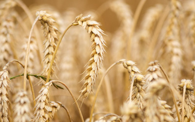Trasparenza sull’etichetta: perché "può contenere" non basta per chi è allergico al grano o celiaco