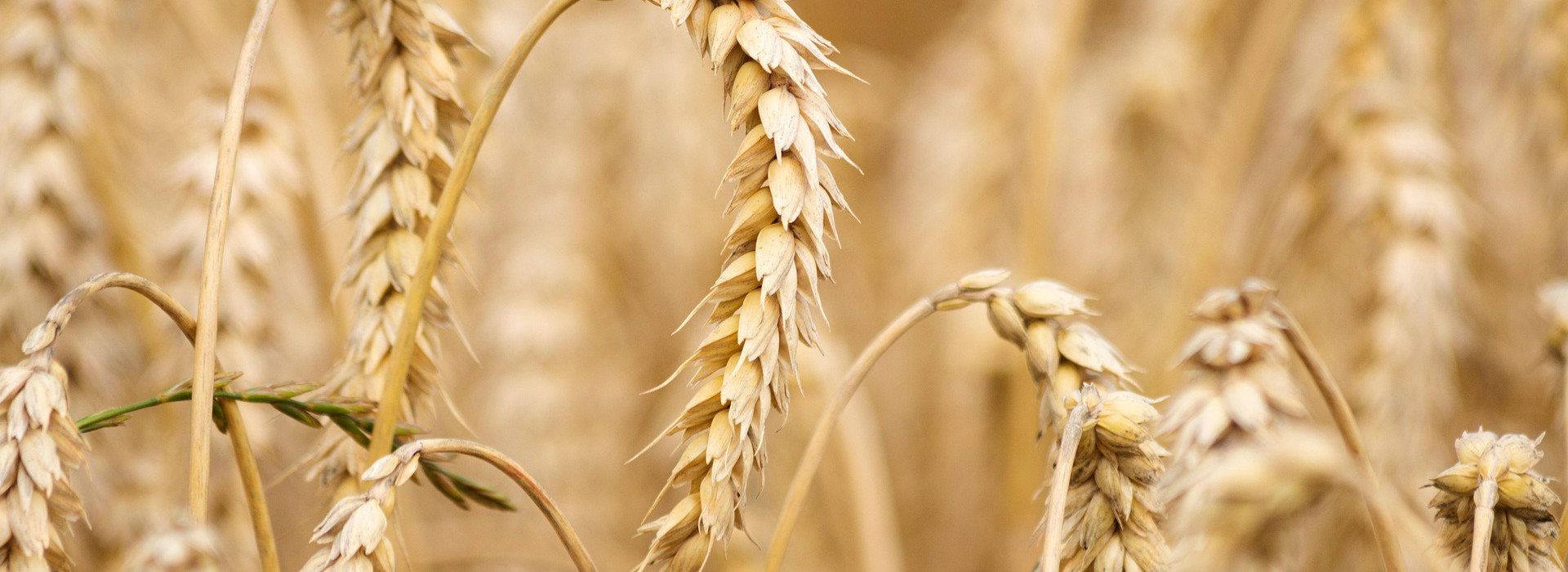 Trasparenza sull’etichetta: perché "può contenere" non basta per chi è allergico al grano o celiaco