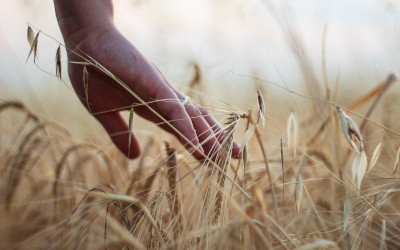 Innovazione ambientale e agricoltura sostenibile: il PNRR stanzia 193 milioni per il biometano