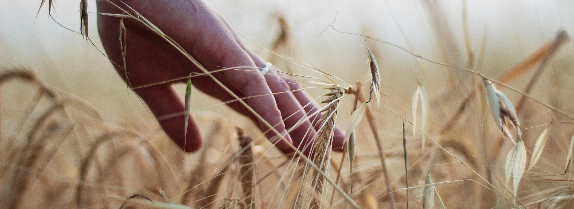 Innovazione ambientale e agricoltura sostenibile: il PNRR stanzia 193 milioni per il biometano
