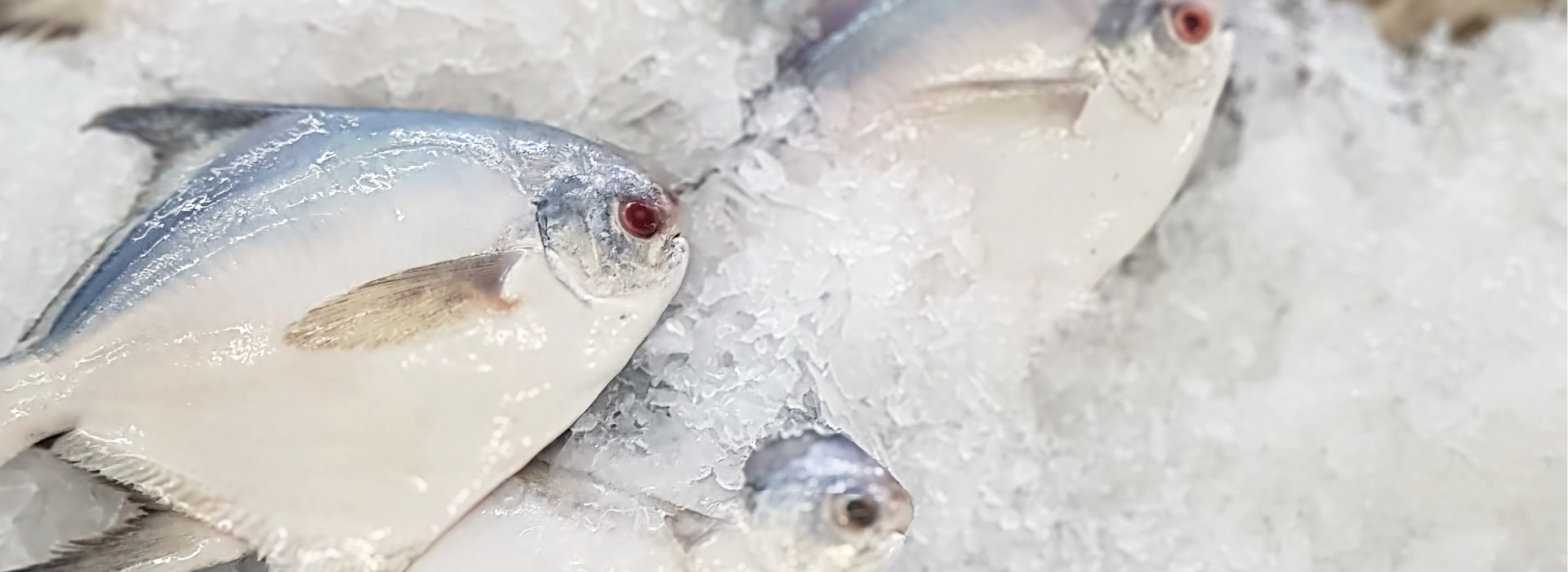 Mercurio nel pesce: cosa significa per la tua salute e come proteggersi